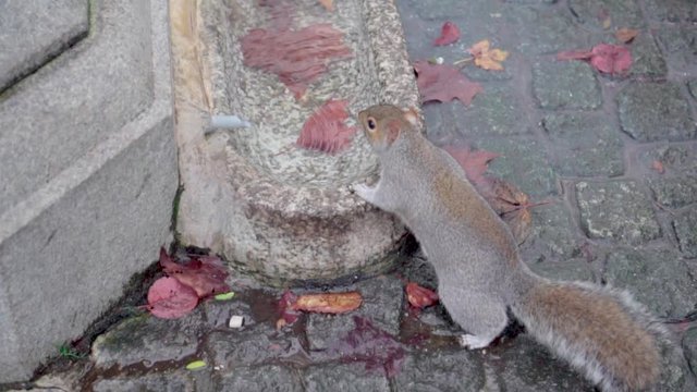 A squirrel drinks in slowmotion