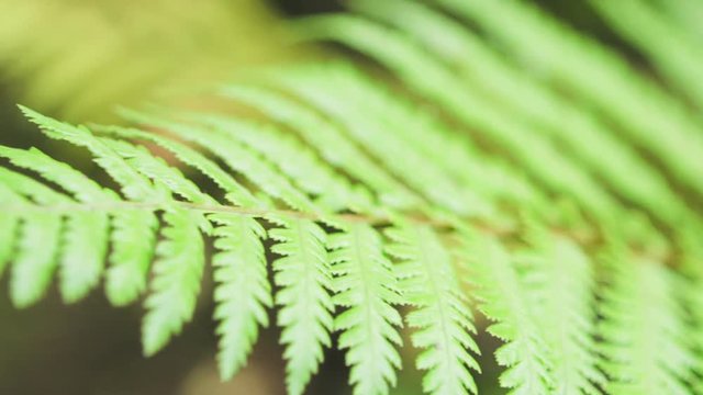 New Zealand Nature fern Branch