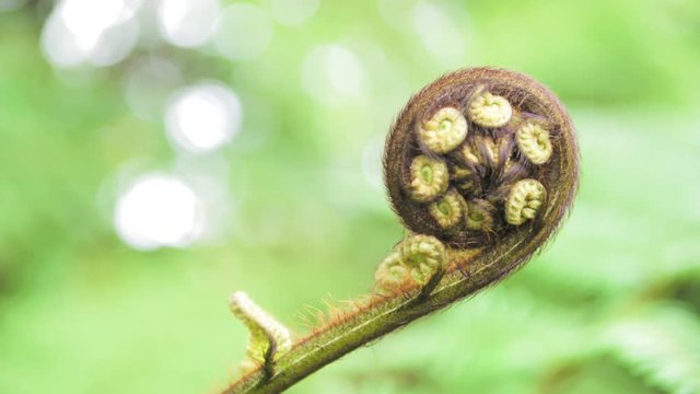 New Zealand Nature fern/koru Branch