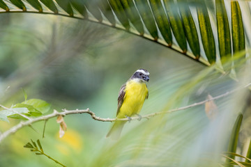 Yellow bird in Colombia