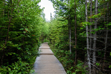 A path in a forest in a National Park in the Charlevoix Region, in Quebec, Canada. 
