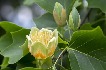 Liriodendron tulipifera beautiful ornamental tree in bloom