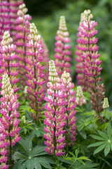Fototapeta premium Lupinus perennis flowering medicinal wild plant, bunch of pink purple white flowers in bloom