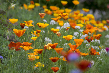 Eschscholzia californica cup of gold flowers in bloom, californian field, ornamental wild plants on a meadow
