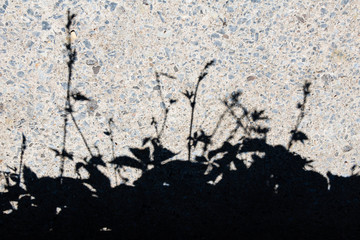 Plant shadows on cement. 