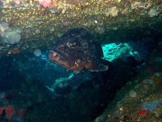 Plongée Corse