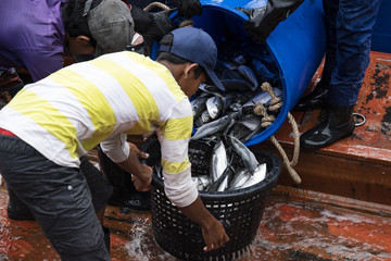 fisherman are carrying fishes 