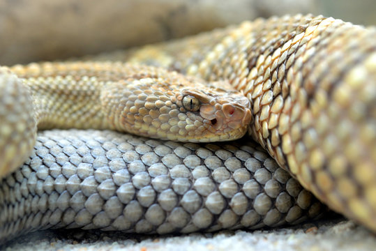 South American rattlesnake (Crotalus durissus unicolor) close up.Dangerous poison snake from Aruba island.