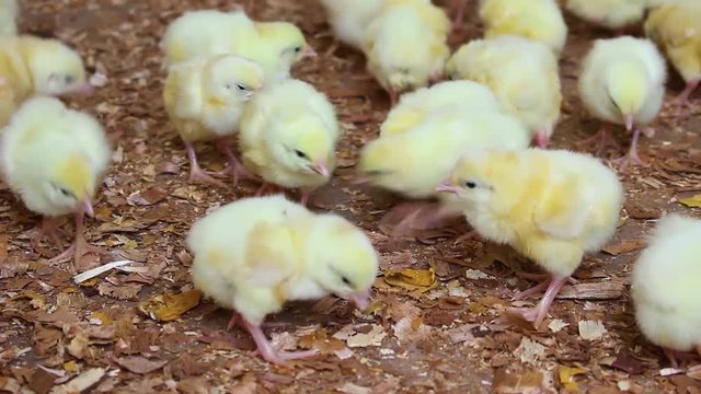 Small one day old chicks scuttle around