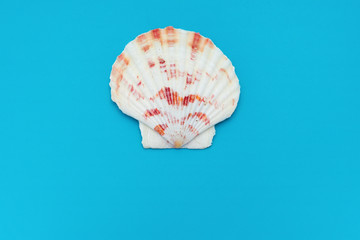 top view scallop shell on a blue background