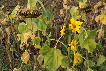 field of fading sunflowers