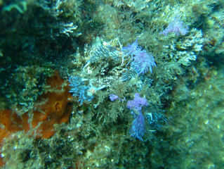 Plongée Corse