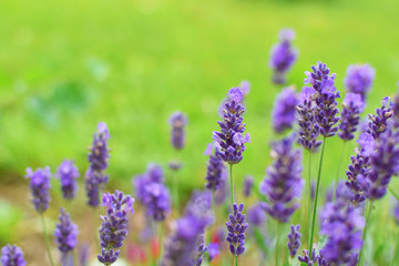 Lavender flowers lavandula in garden on green blurred meadow grass background with copy space for text.
