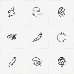 Vegetables line icon set with chili, radish  and brussels sprouts