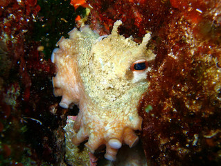 Plongée Corse