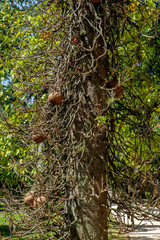 Cannonball tree on a sunny day in autumn