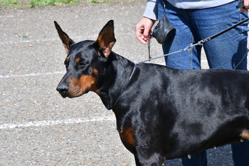 Dog breed Doberman