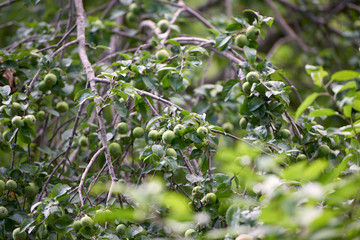 Apple harvest garden nature summer cherry grapes green