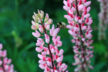 Pink flower lupine