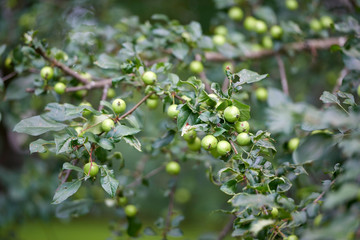 Apple harvest garden nature summer cherry grapes green