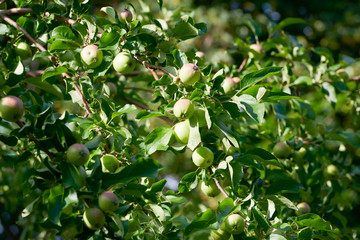 Apple harvest garden nature summer cherry grapes green