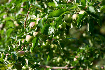 Apple harvest garden nature summer cherry grapes green
