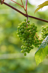 Apple harvest garden nature summer cherry grapes green