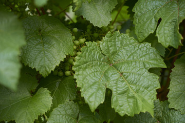 Apple harvest garden nature summer cherry grapes green