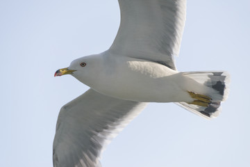 Flying seagull over blue sky.
