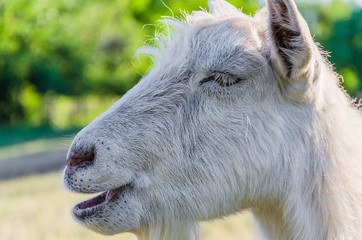 Goat walks in a meadow