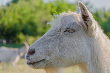 Goat walks in a meadow