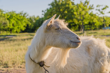 Goat walks in a meadow