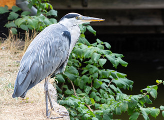 Standing Grey Heron