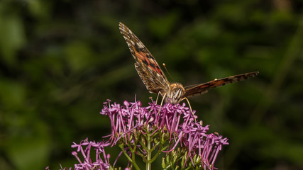 Schmetterling auf lila Blume