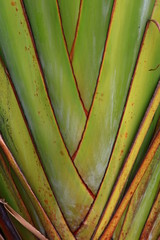 traveler's palm. close up shot of banana tree stems
