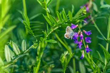 Summer, a beautiful butterfly on a flower.