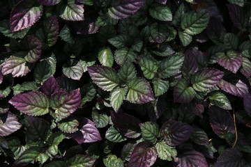 waffle plant, HEMIGRAPHIS COLORATA. green and purple metallic tint colour plants leaves background for environmental concepts.