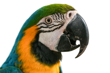 Portrait of Macaw parrot isolated on white background.