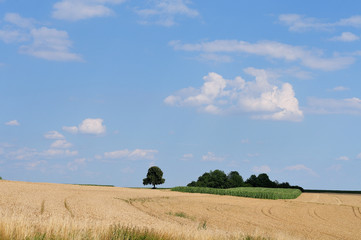 Obraz premium summer landscape with cereal and maize field