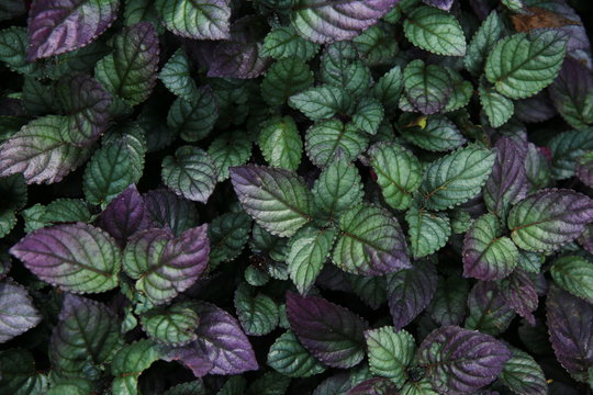 waffle plant, HEMIGRAPHIS COLORATA. green and purple metallic tint colour plants leaves background for environmental concepts.