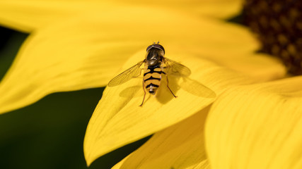 Schwebfliege auf Sonnenblume