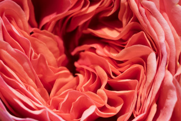Nahaufnahme einer korallenfarbenen Rosenblüte
