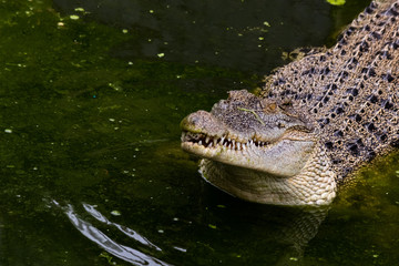 Young Crocodile is opening the mouth with sharp teeth