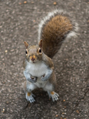 Grey squirrel asking for food.