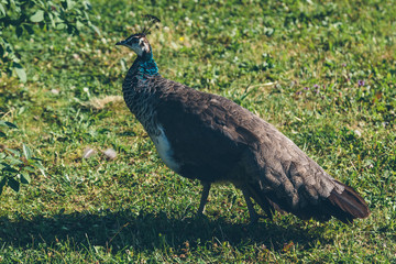 peacock in the garden