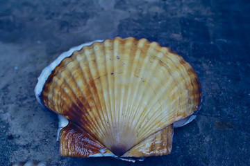 scallop shell sea food