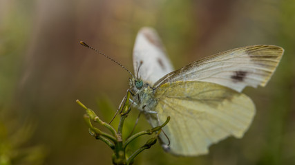 Schmetterling