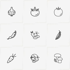 Vegetables line icon set with carrot, green bean  and vegetables