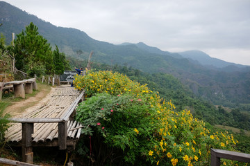 Beautiful landscape of Maxican Sunflower or Tree Marigold field on the mountain fog and the sunrise shining to the mist in forest northern of Thailand.