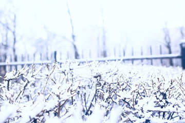 winter landscape / snow-covered trees covered with snow, concept of winter weather, cold climate, north. Christmas landscape in the city park. Without people.